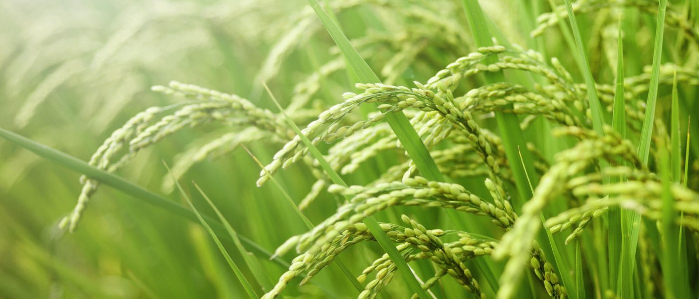 Cây Lúa nếp Việt Nam