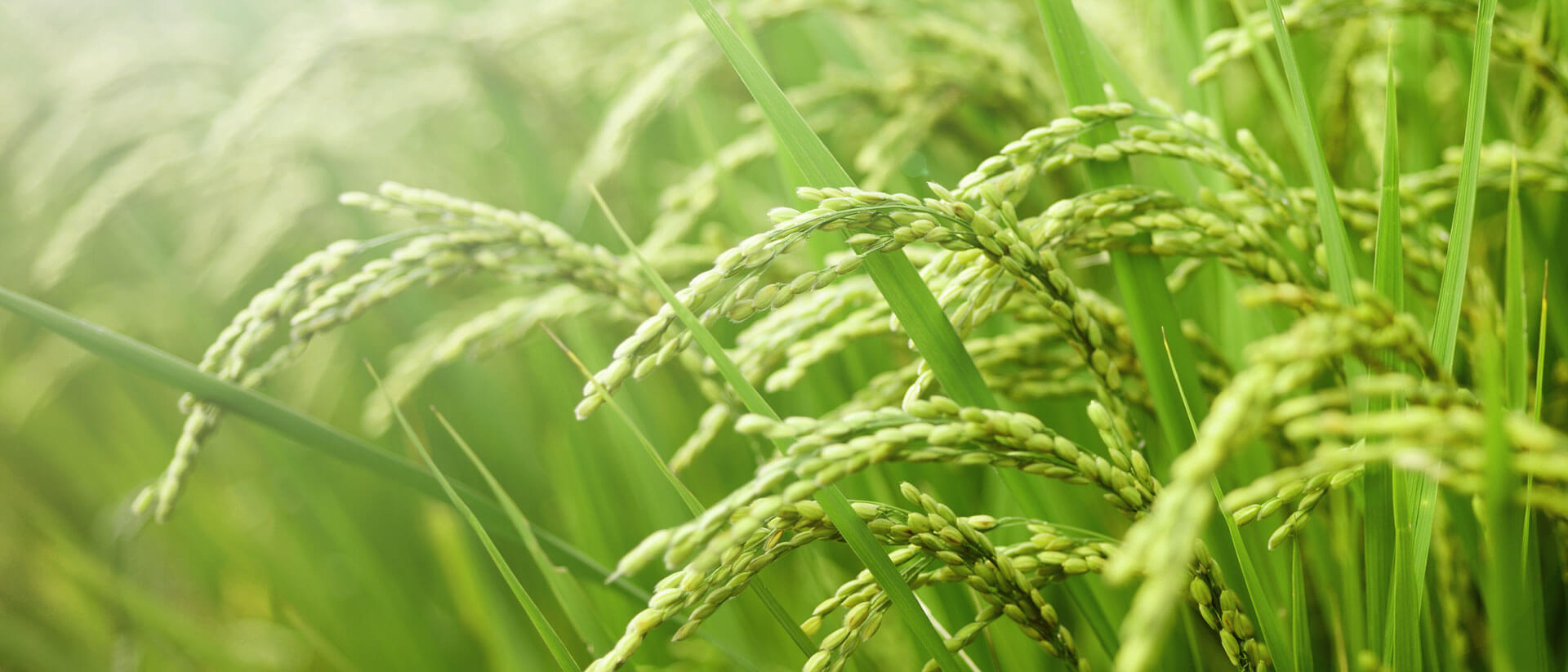 Cây Lúa nếp Việt Nam